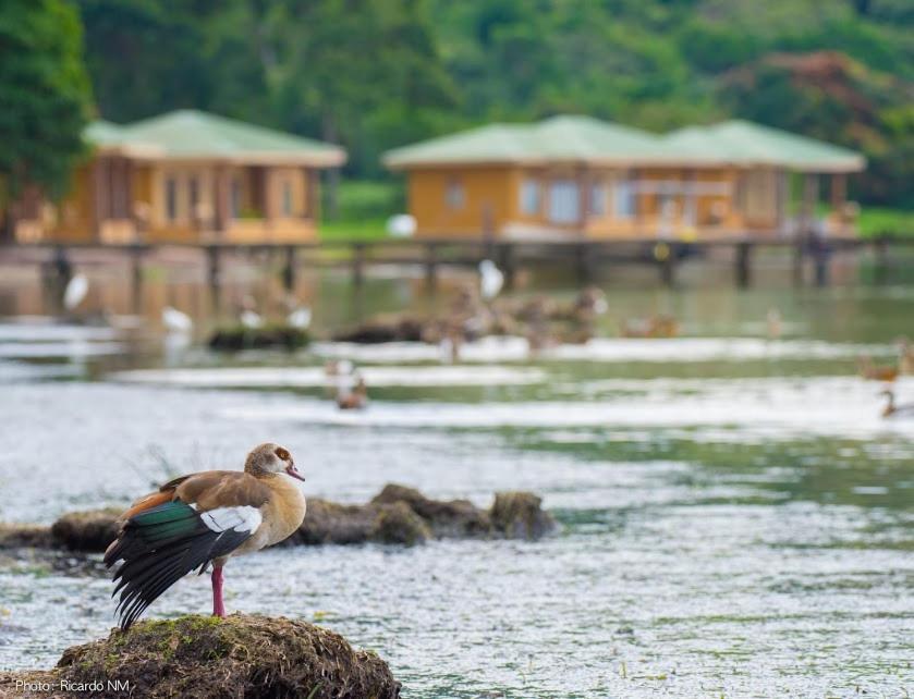 Pineapplebayresort Bulago Island Eksteriør billede